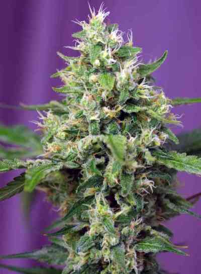 Blow Mind Auto > Sweet Seeds | Autoflowering Cannabis   |  Sativa